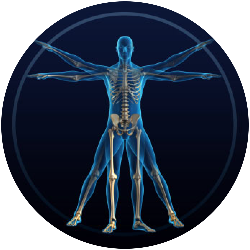 two graphics of x-ray skeletons showing musculoskeletal structure